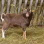 молоко тоггенбурских коз в Угличе